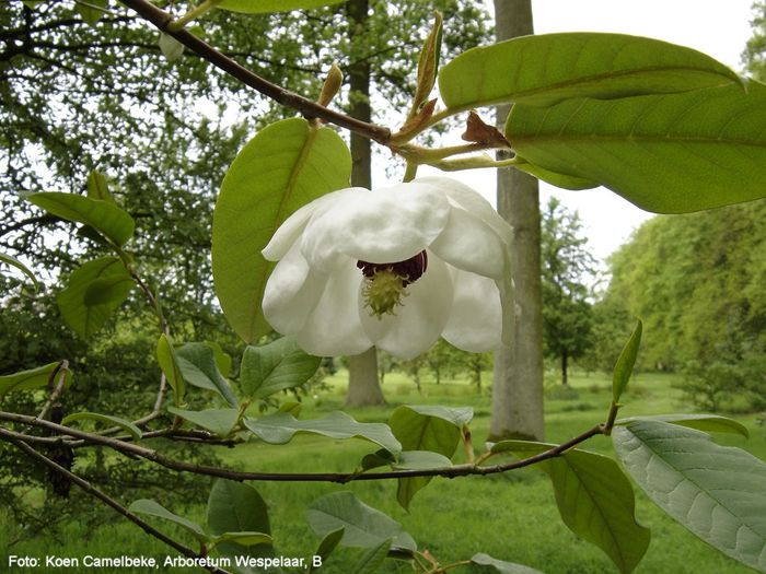 sin.grandiflora_koen_neu_safe
