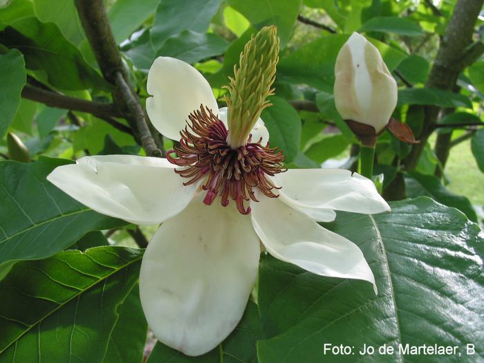 Southern_Belle_jo_09_safe - MAGNOLII IN TOP DE LA A LA Z