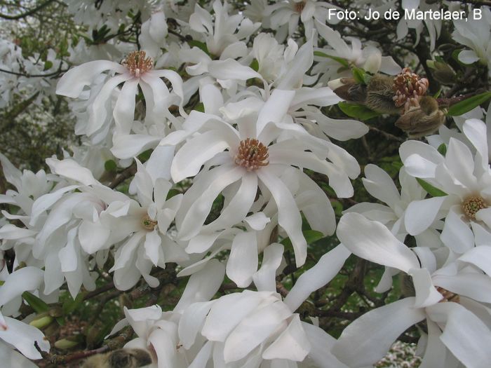 Spring_Joy_jo09_safe