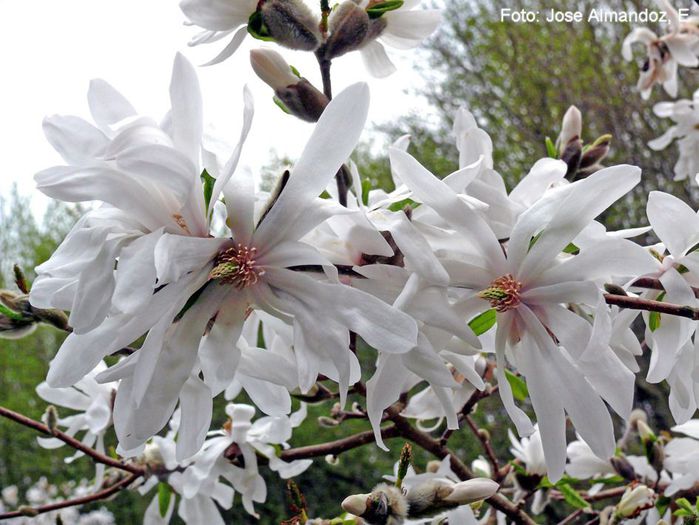 stellata_jose_safe