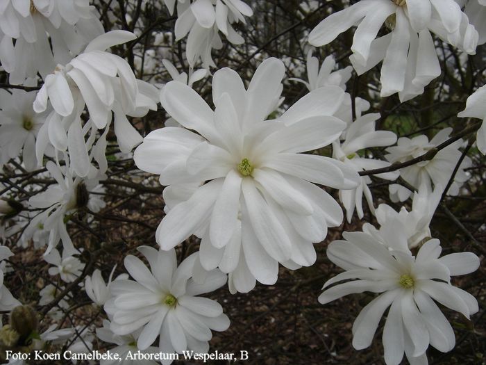 stellata_kikuzaki_koen_safe