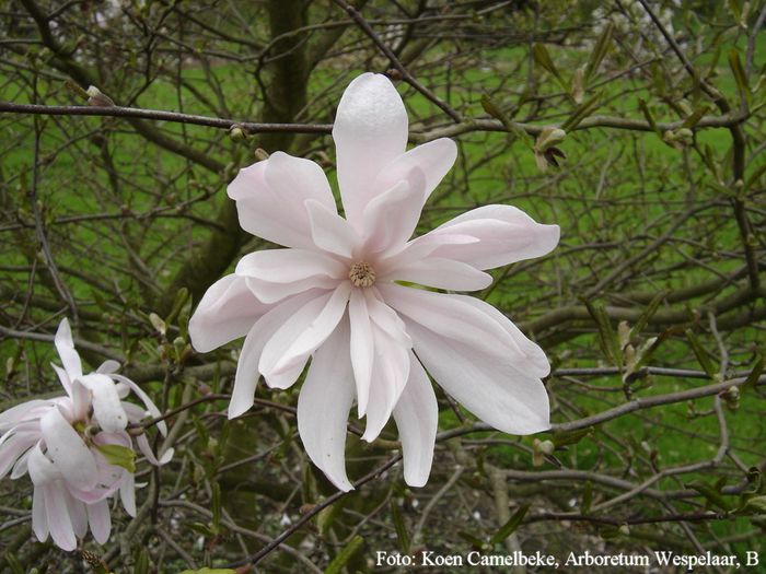 stellata_rose_koen_safe