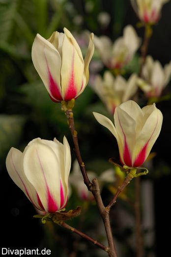 Sunrise_group_safe - MAGNOLII IN TOP DE LA A LA Z