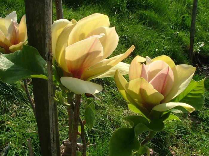 sunsation - MAGNOLII IN TOP DE LA A LA Z