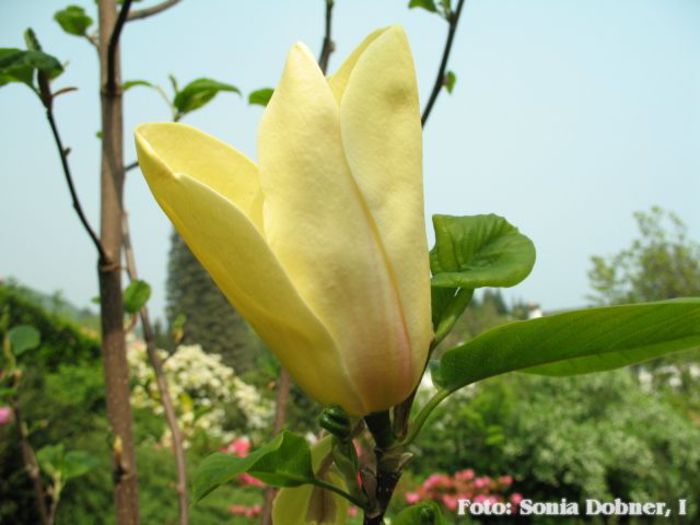 Sunspire_Sonia_safe