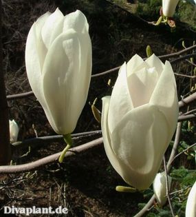 Sweet_Sixteen_safe - MAGNOLII IN TOP DE LA A LA Z