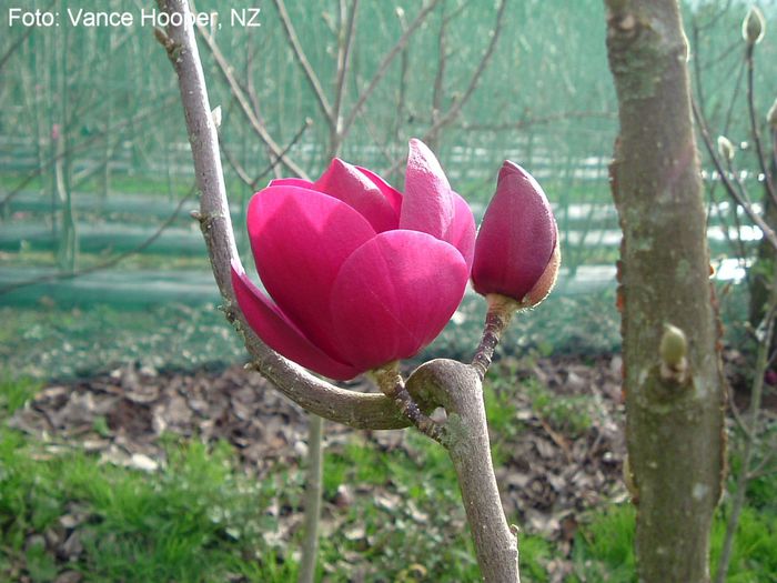 SWEET_VALENTINE1_VANCE09_safe - MAGNOLII IN TOP DE LA A LA Z
