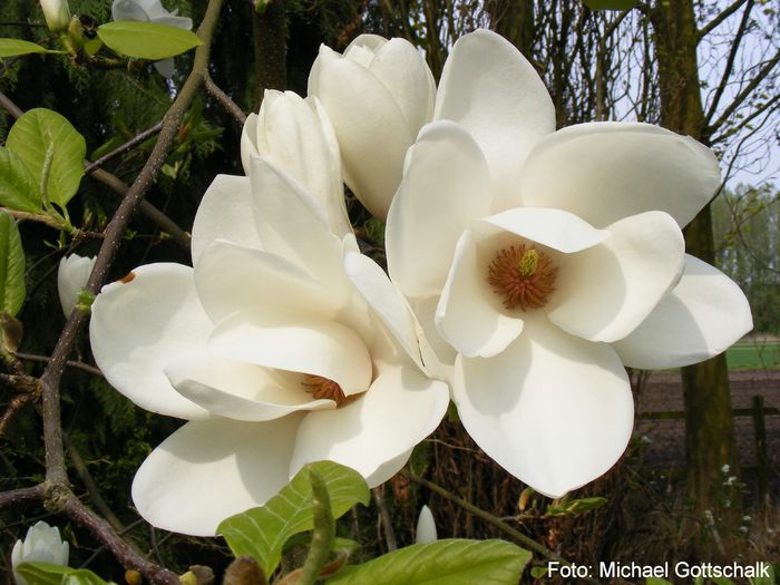 Tina_Durio_03.160409_safe - MAGNOLII IN TOP DE LA A LA Z