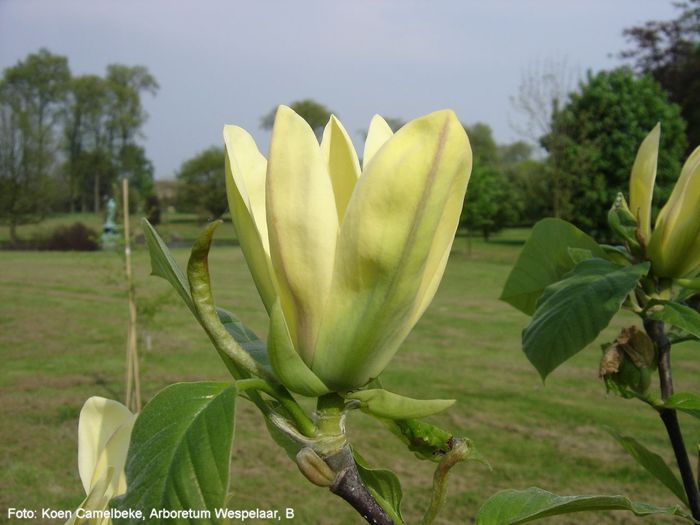 ultimate_yellow_koen-neu_safe - MAGNOLII IN TOP DE LA A LA Z