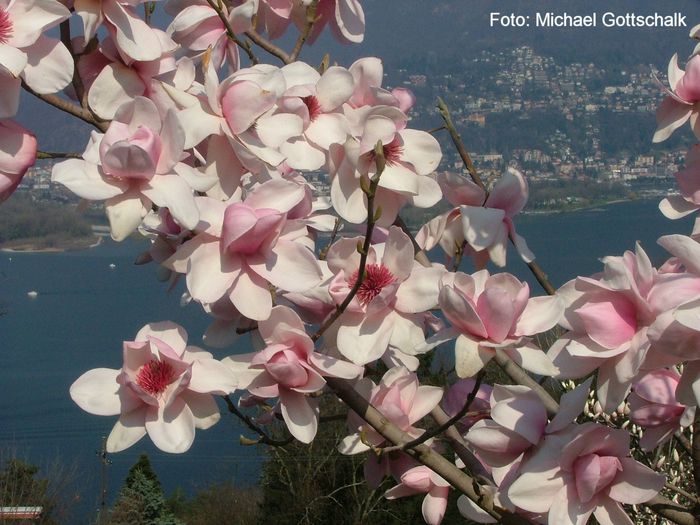 Vairano_gross_safe - MAGNOLII IN TOP DE LA A LA Z
