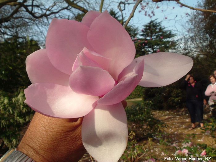 valley_splendour_vance_neu_safe - MAGNOLII IN TOP DE LA A LA Z