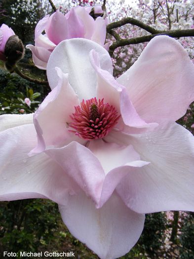 Veitch_Clone_campb.02.050409_safe - MAGNOLII IN TOP DE LA A LA Z