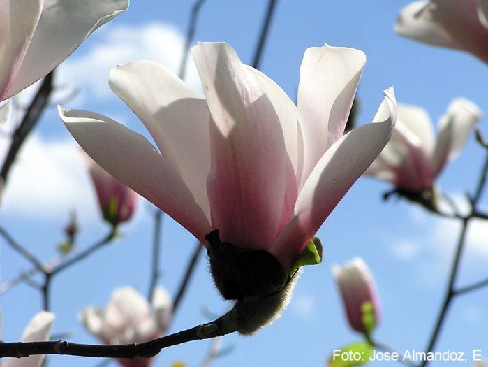 veitchii_jose_safe - MAGNOLII IN TOP DE LA A LA Z