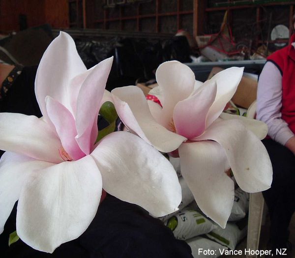 veitchii_x_Iolanthe_vance_safe - MAGNOLII IN TOP DE LA A LA Z