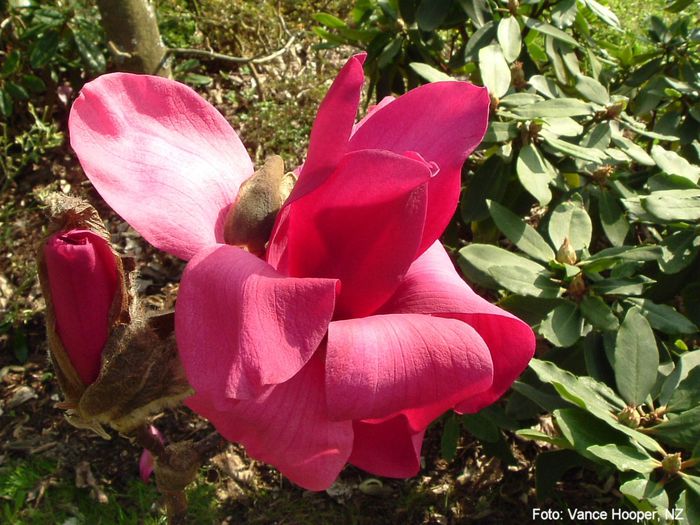 Vulcan_kelkheim_vance_neu_safe - MAGNOLII IN TOP DE LA A LA Z