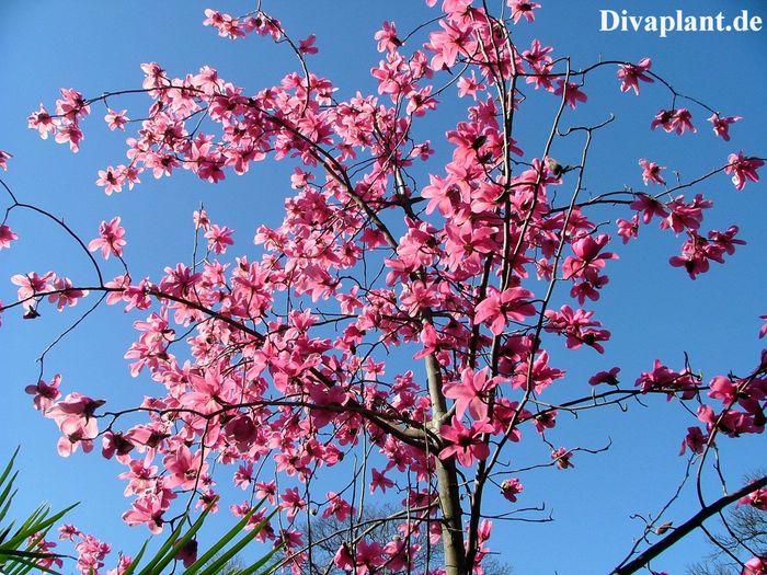 WAKEHURST2_aktuell_safe - MAGNOLII IN TOP DE LA A LA Z