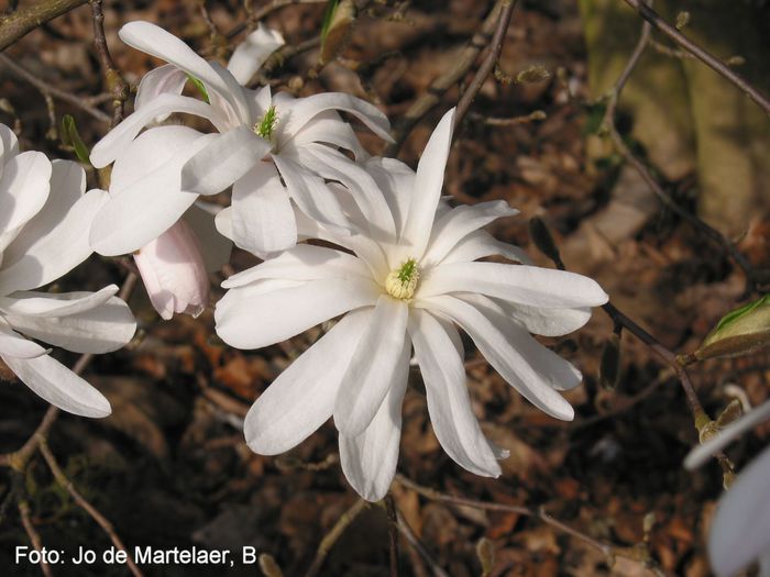 Waterlily_jo09_safe - MAGNOLII IN TOP DE LA A LA Z