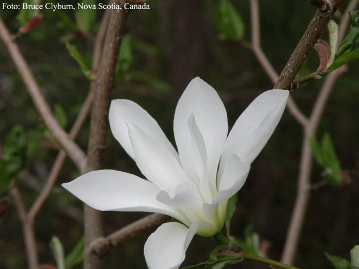 WB_Clarke_bruce_safe - MAGNOLII IN TOP DE LA A LA Z