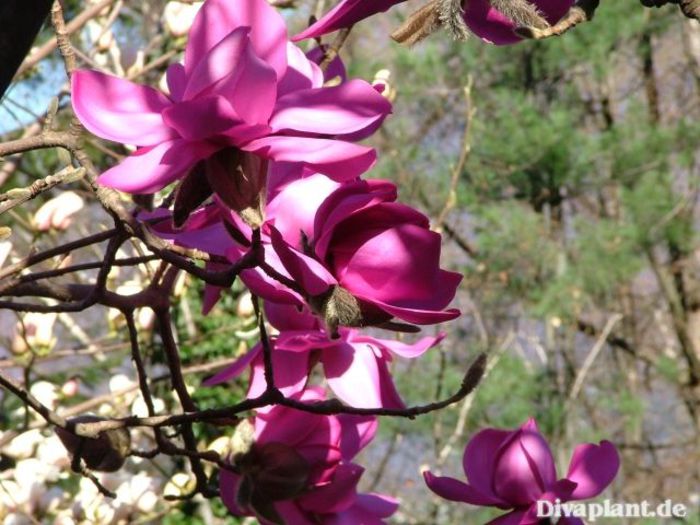 Werrington_aktuell_safe - MAGNOLII IN TOP DE LA A LA Z