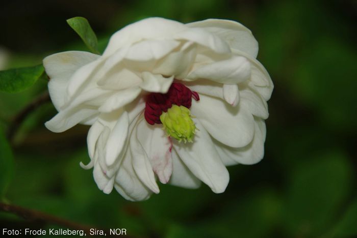 white_flounces_frode_safe - MAGNOLII IN TOP DE LA A LA Z