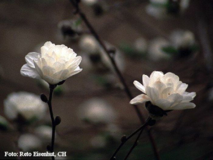 White_Rose_reto_safe - MAGNOLII IN TOP DE LA A LA Z