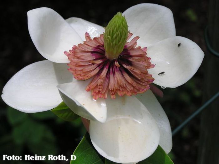 wieseneri_heinz_safe - MAGNOLII IN TOP DE LA A LA Z
