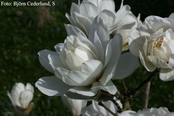 WILDCAT1_BJOeRN2_CEDERLUND_aktuell_safe - MAGNOLII IN TOP DE LA A LA Z
