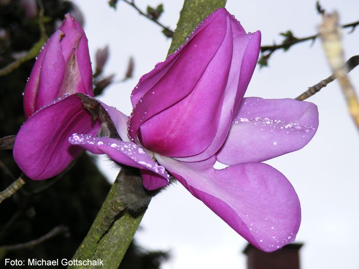 williams-safe - MAGNOLII IN TOP DE LA A LA Z
