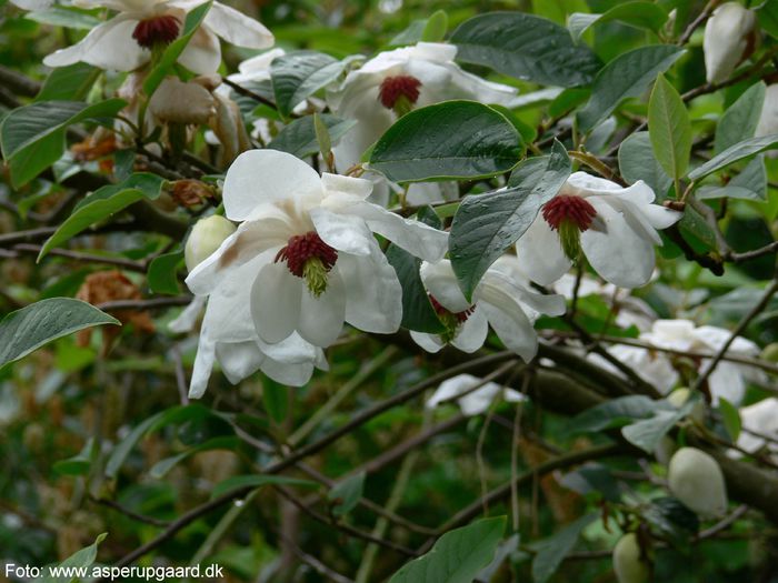 wilsonii_bjarne_neu_safe - MAGNOLII IN TOP DE LA A LA Z