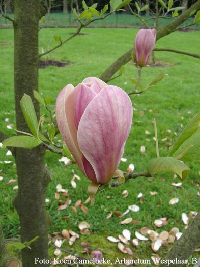 Wooddance_koen_safe - MAGNOLII IN TOP DE LA A LA Z