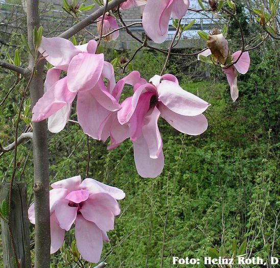 yaeko_safe_heinz - MAGNOLII IN TOP DE LA A LA Z