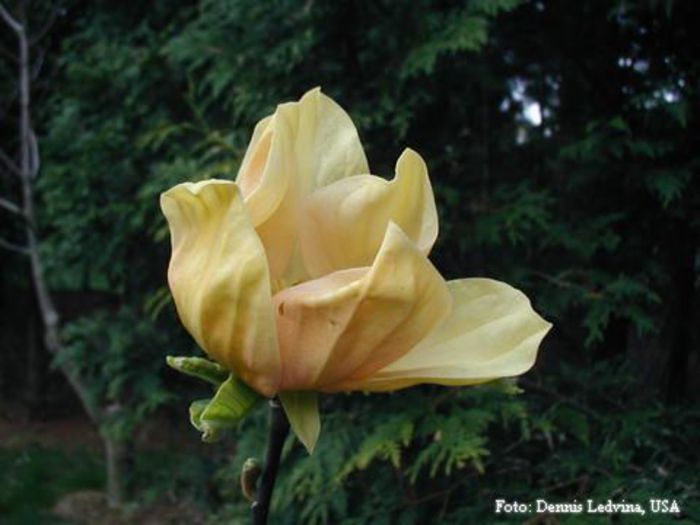 yellow_bird_x_gorgeous_dennis_safe - MAGNOLII IN TOP DE LA A LA Z