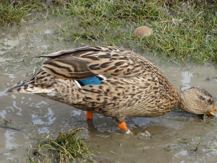 DSC05371 - Rate pitice