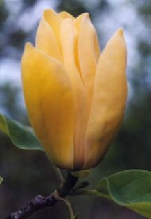 yellow bird - MAGNOLII IN TOP DE LA A LA Z