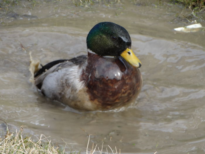 DSC05374 - Rate pitice