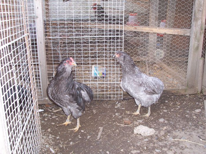 100_8955 - 2015 Araucana albastru