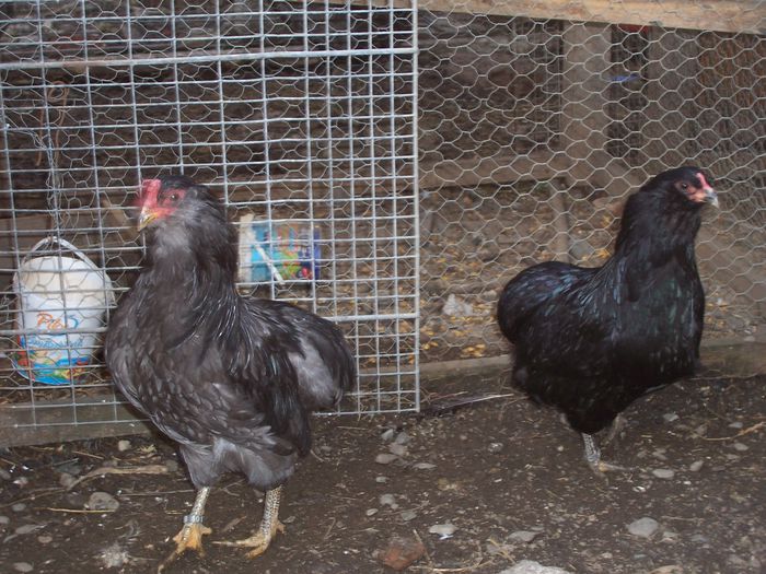 100_8957 - 2015 Araucana albastru