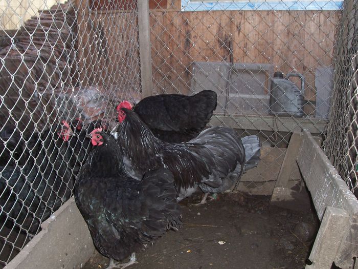 100_8983 - 2015 Australorp albastru