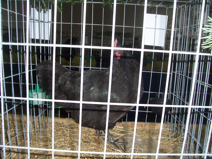 100_8838 - 2015 Australorp negru