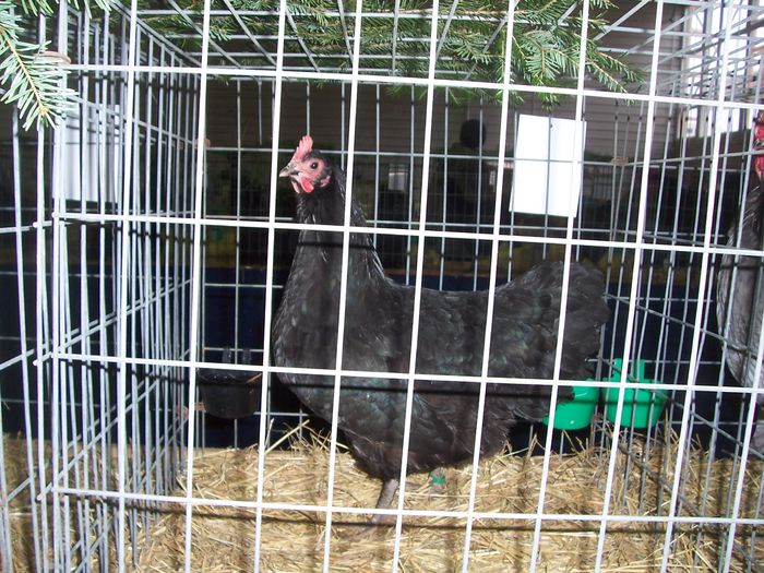 100_8834 - 2015 Australorp negru