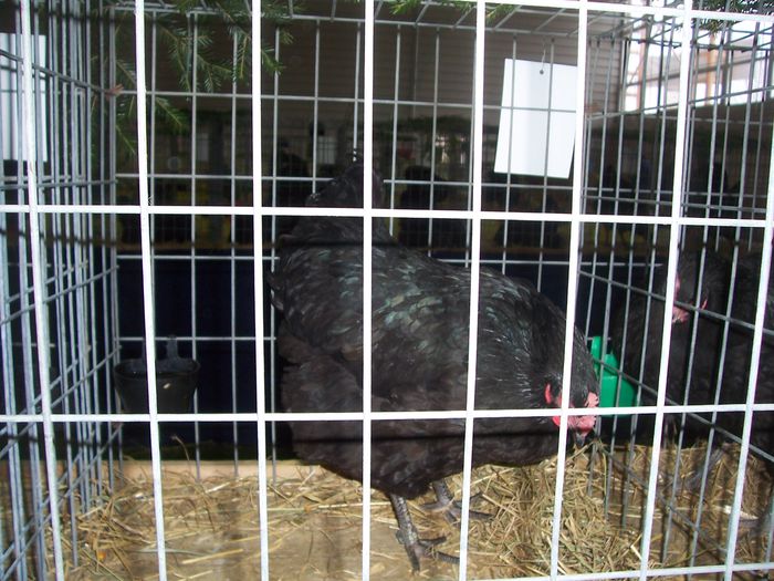 100_8837 - 2015 Australorp negru