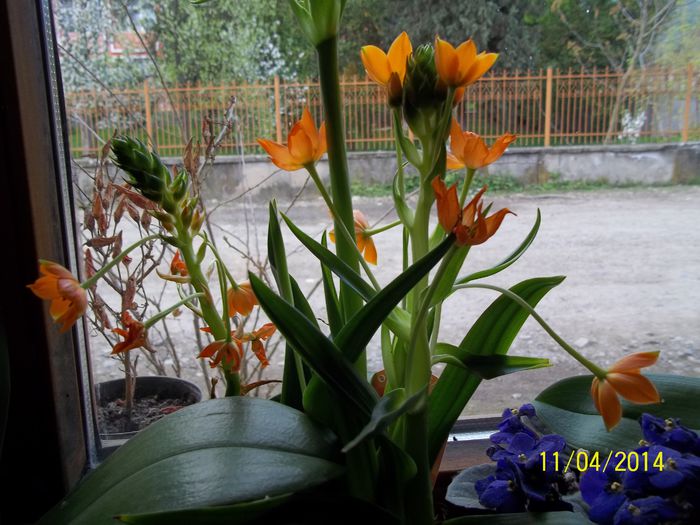100_7446 - 2014 flori si altele