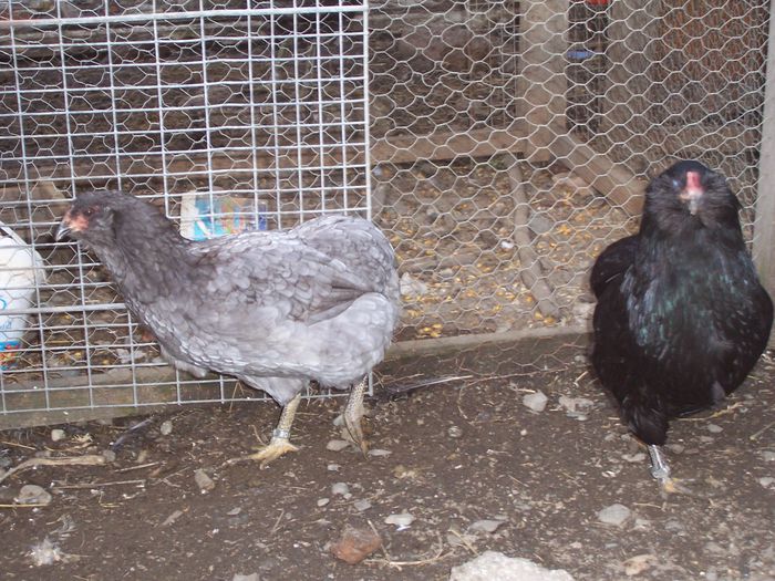 100_8958 - 2015 Araucana negru