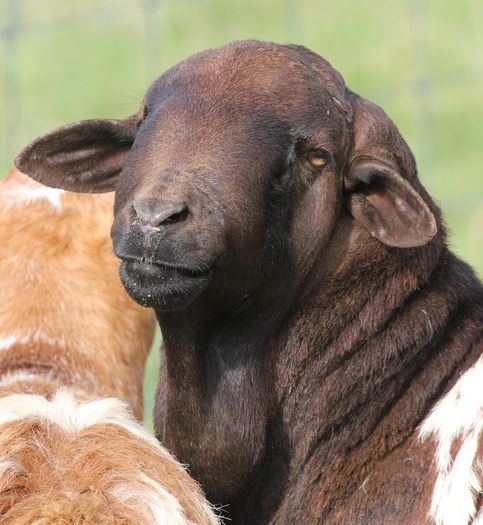 Berbec frumos Persian Coolibah-4