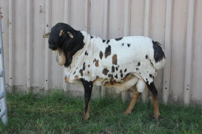 Berbec Persian Coolibah deosebit-95