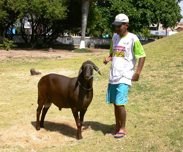 Berbec Santa Ines frumos