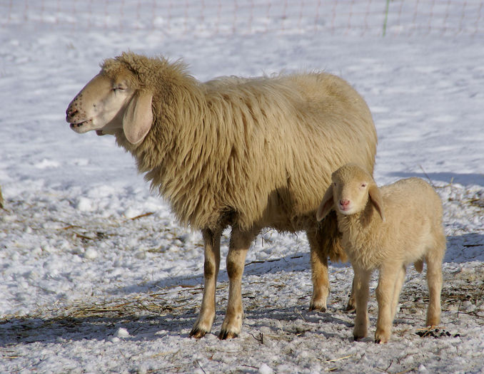 Bergschaf cu mieluselul pe zapada