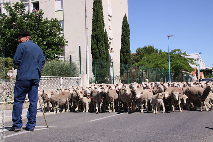 Cu oitele prin oras-65