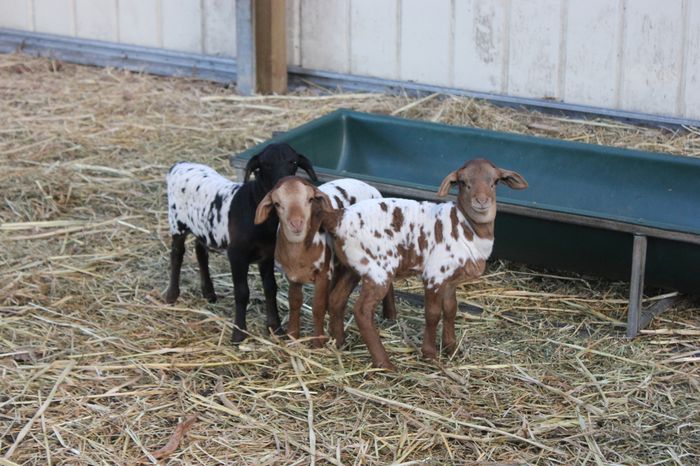 Miei Persian Coolibah dragalasi