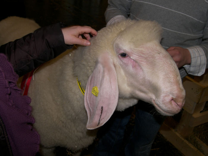 Oaia Bergschaf cu crotal